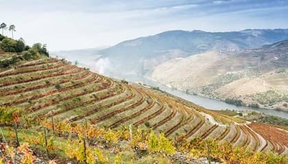 vino burmester