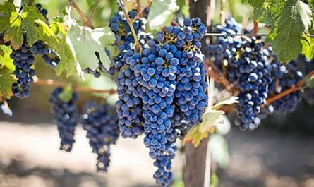 bodegas Chile