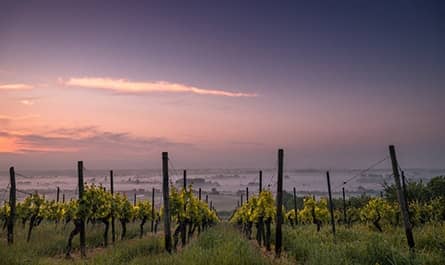 vinos Chile