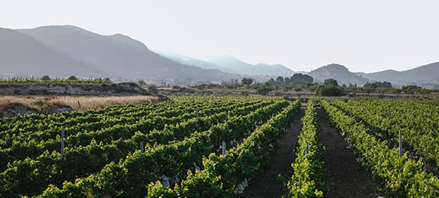 vinos de Chile