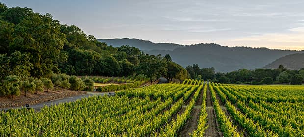 vinos de hungría