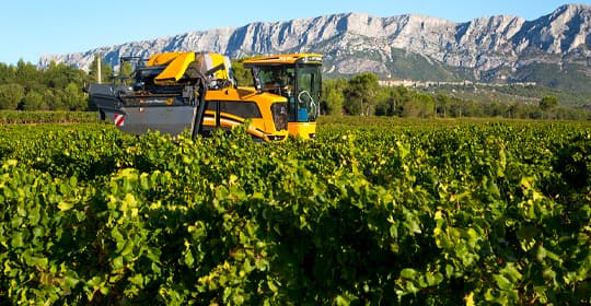 cosecha MiP rosado 2021